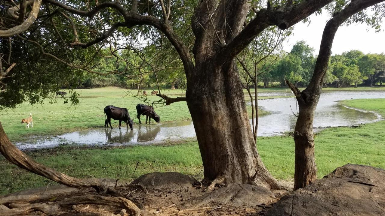Sigiri Holiday Villa Sigiriya Exteriör bild